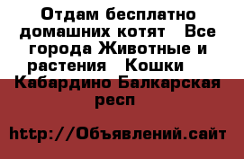 Отдам бесплатно домашних котят - Все города Животные и растения » Кошки   . Кабардино-Балкарская респ.